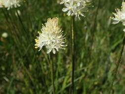 Image of western false asphodel