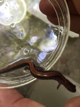 Image of Eastern Red-backed Salamander