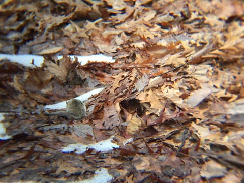 Image of American Flying Squirrels