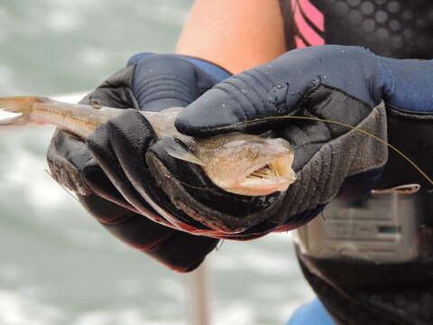 Image of Inshore Lizardfish