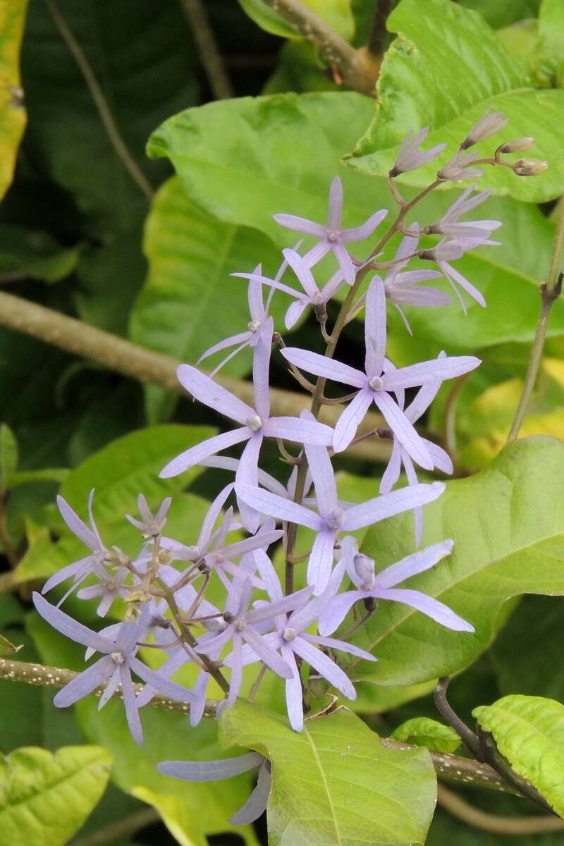 Image of petrea