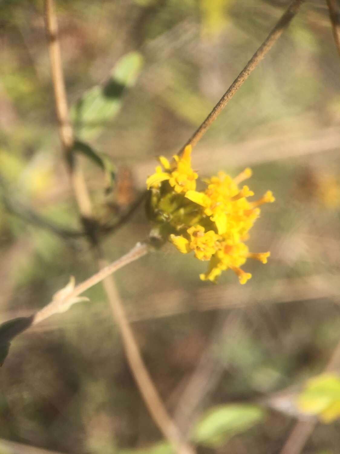 Image of Aldama glomerata (Brandeg.) E. E. Schill. & Panero