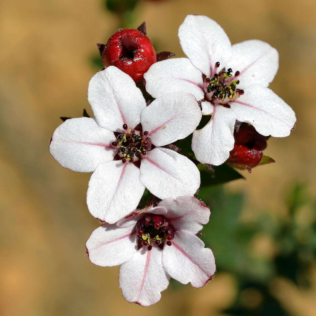 Image of Adenandra villosa subsp. villosa