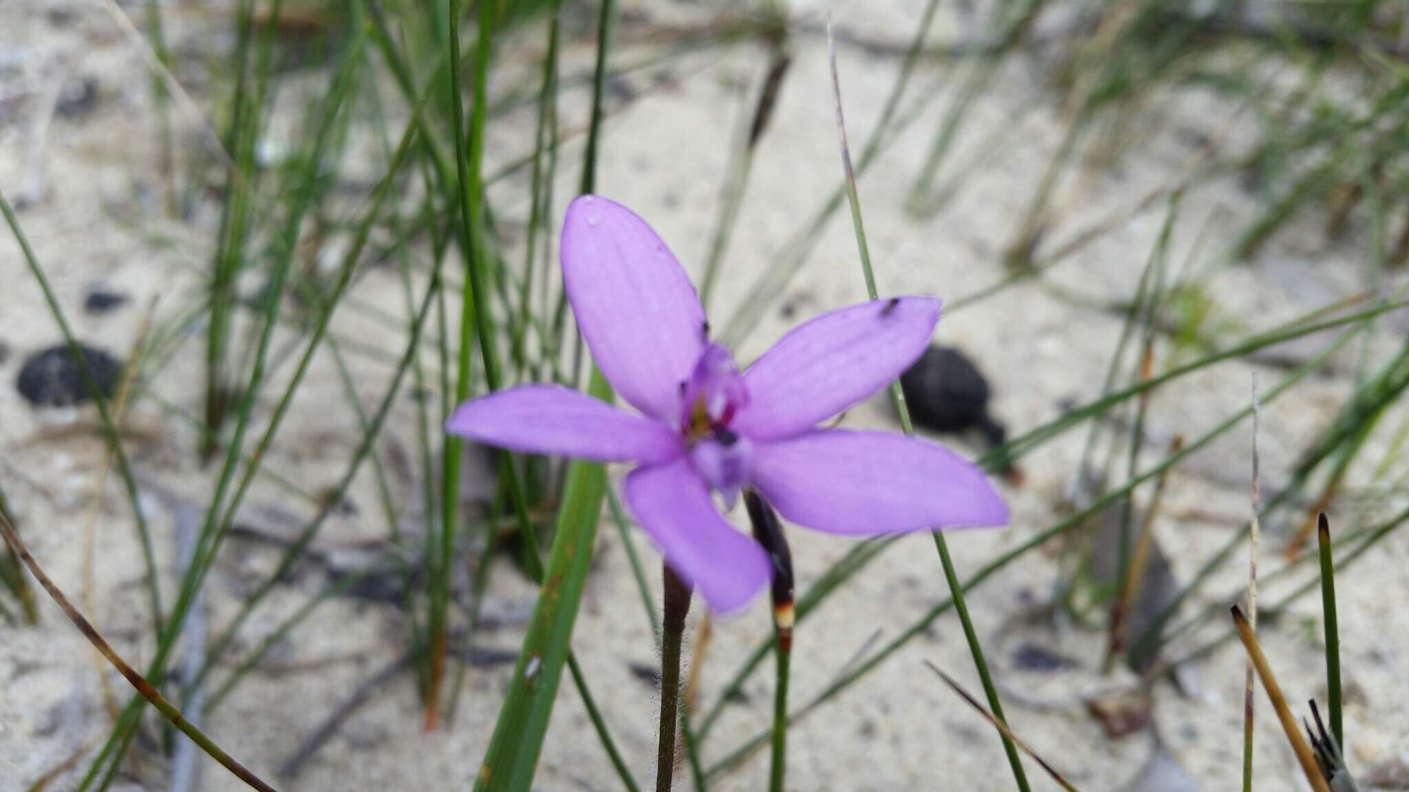 Image of Small waxlip orchid