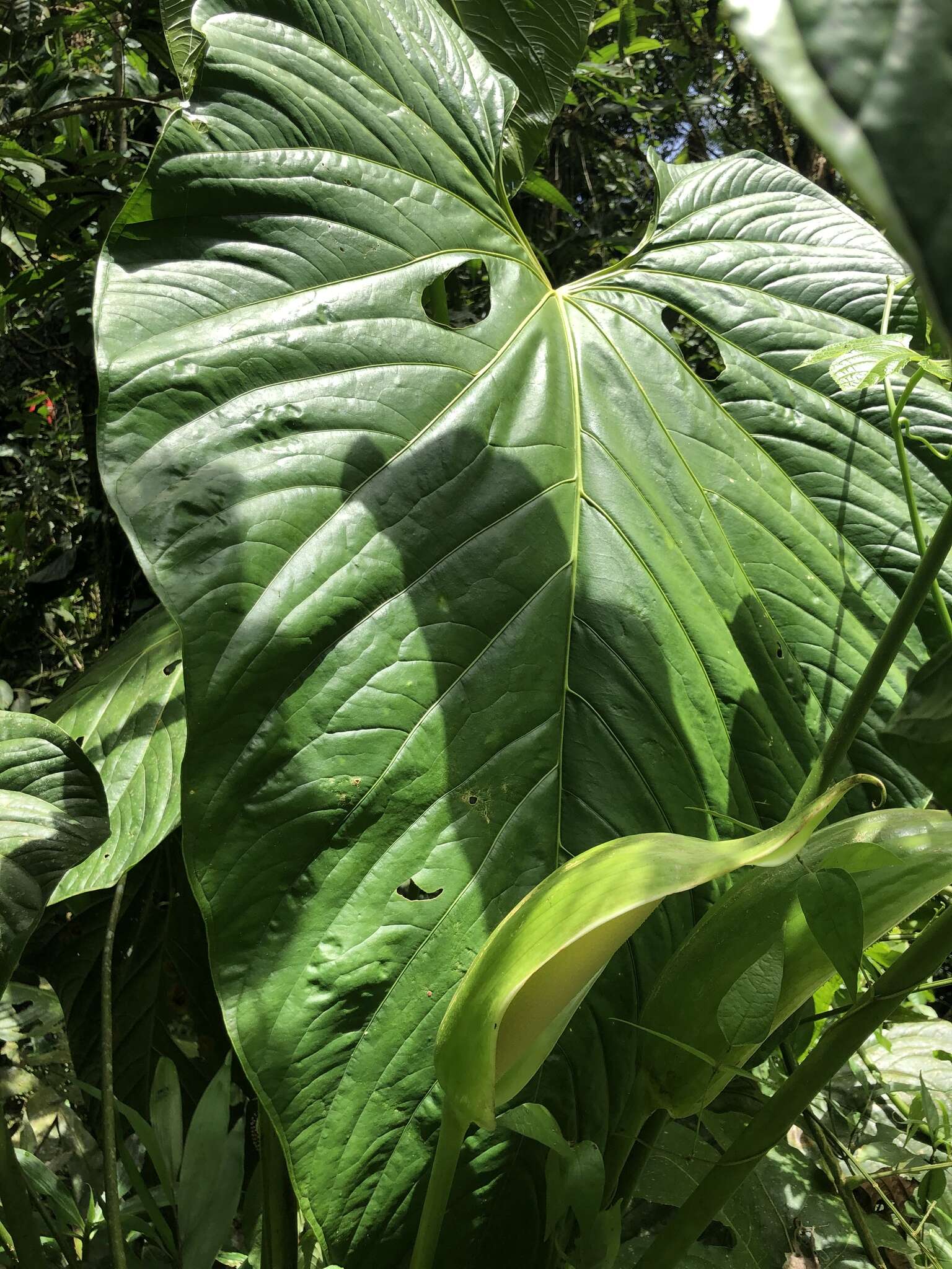 Image of Anthurium nymphaeifolium K. Koch & C. D. Bouché