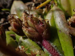 Image of Plantago triantha Spreng.