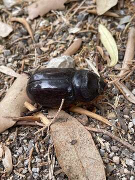 Image de Oryctes (Oryctes) nasicornis ameliae López-Colón & Bahillo De la Puebla 2020