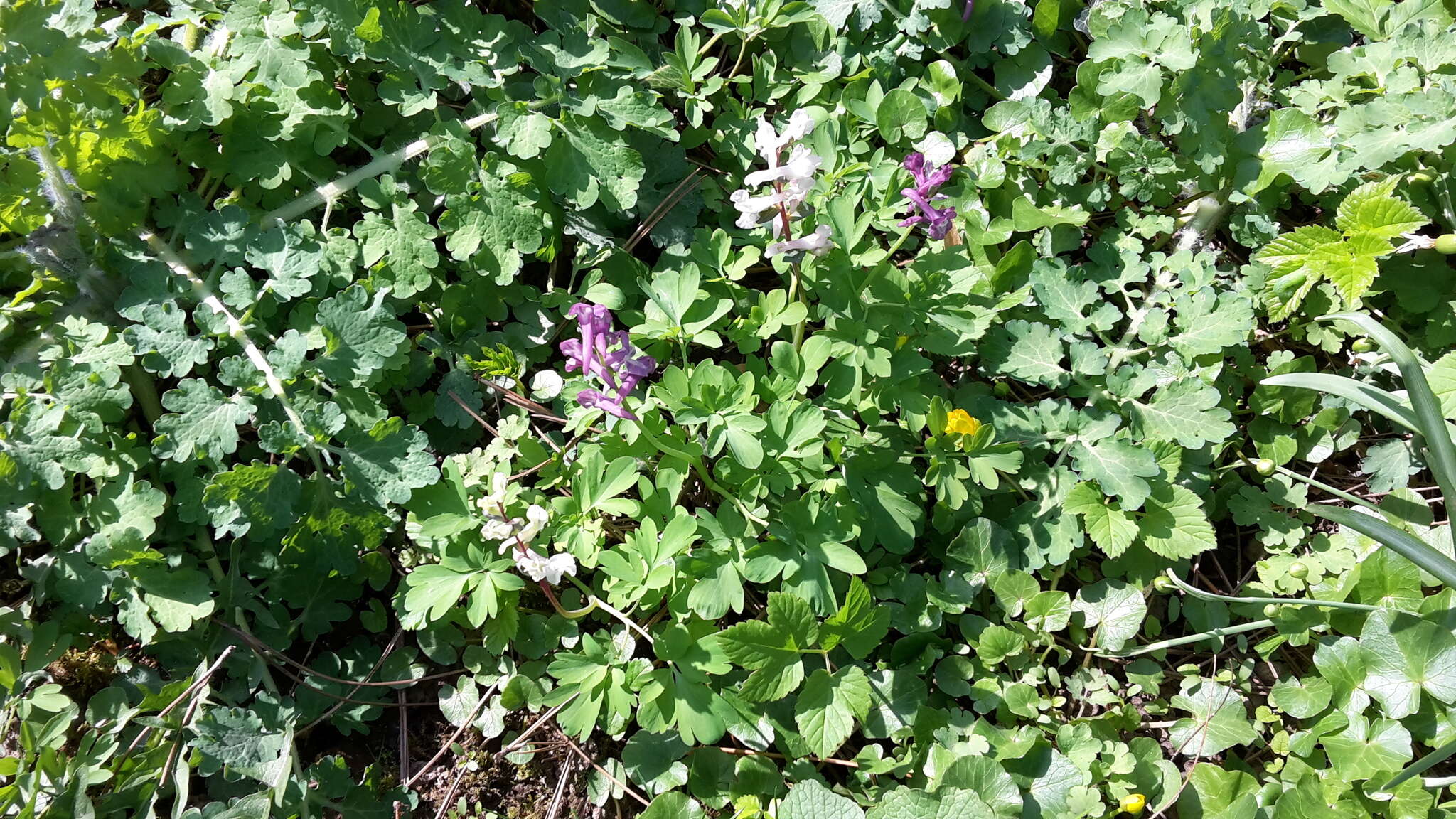 Слика од Corydalis cava (L.) Schweigger & Koerte