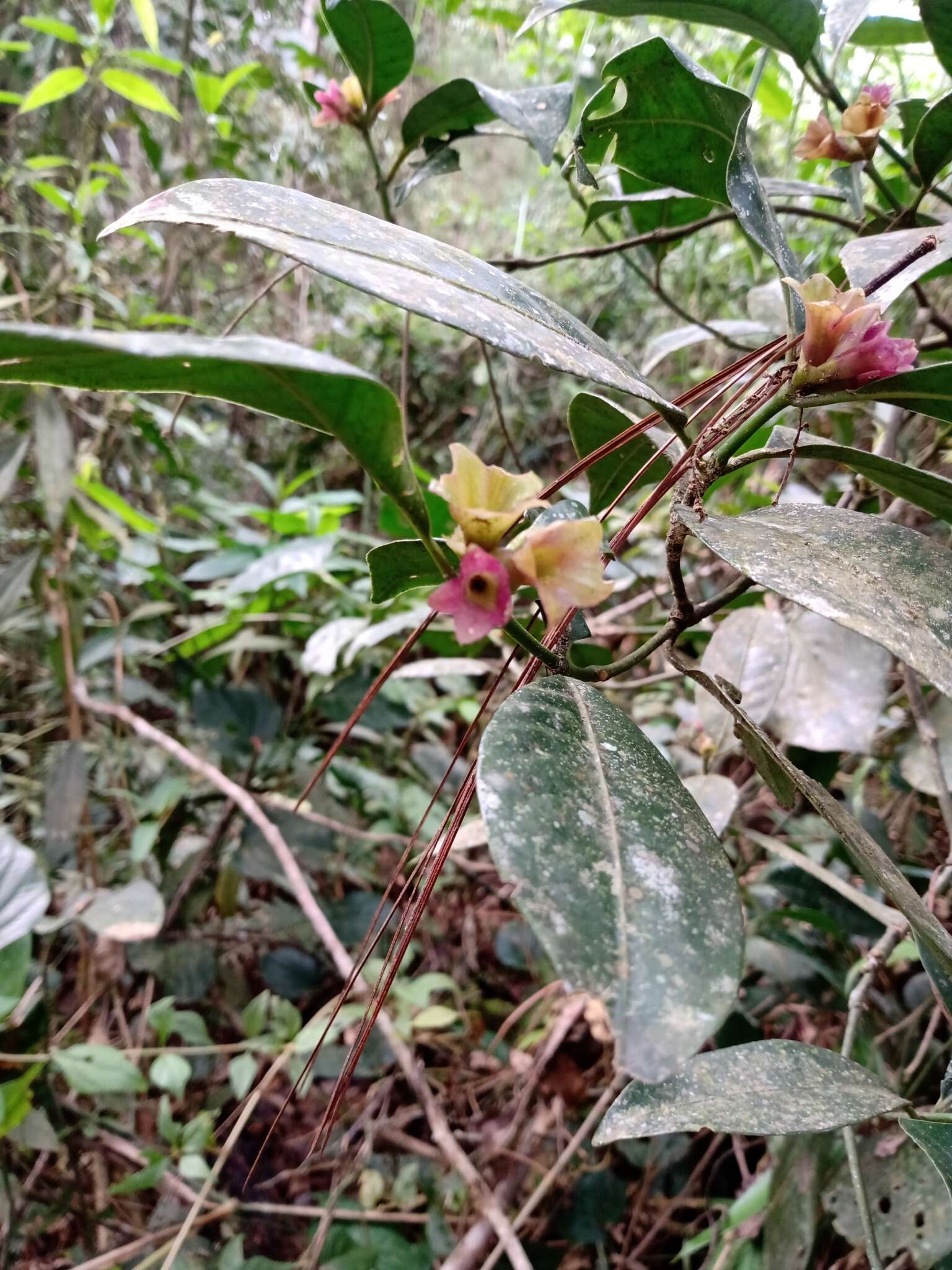 Plancia ëd Psychotria nuda (Cham. & Schltdl.) Wawra