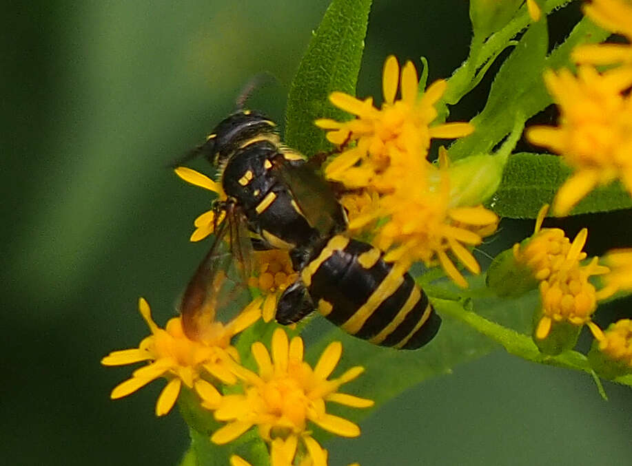 Myzinum maculatum (Fabricius 1793)的圖片