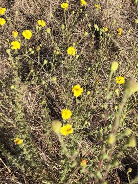 Image of Heermann's tarweed