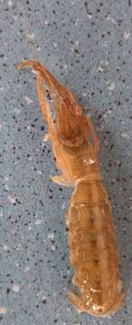 Image of Mediterranean mud shrimp