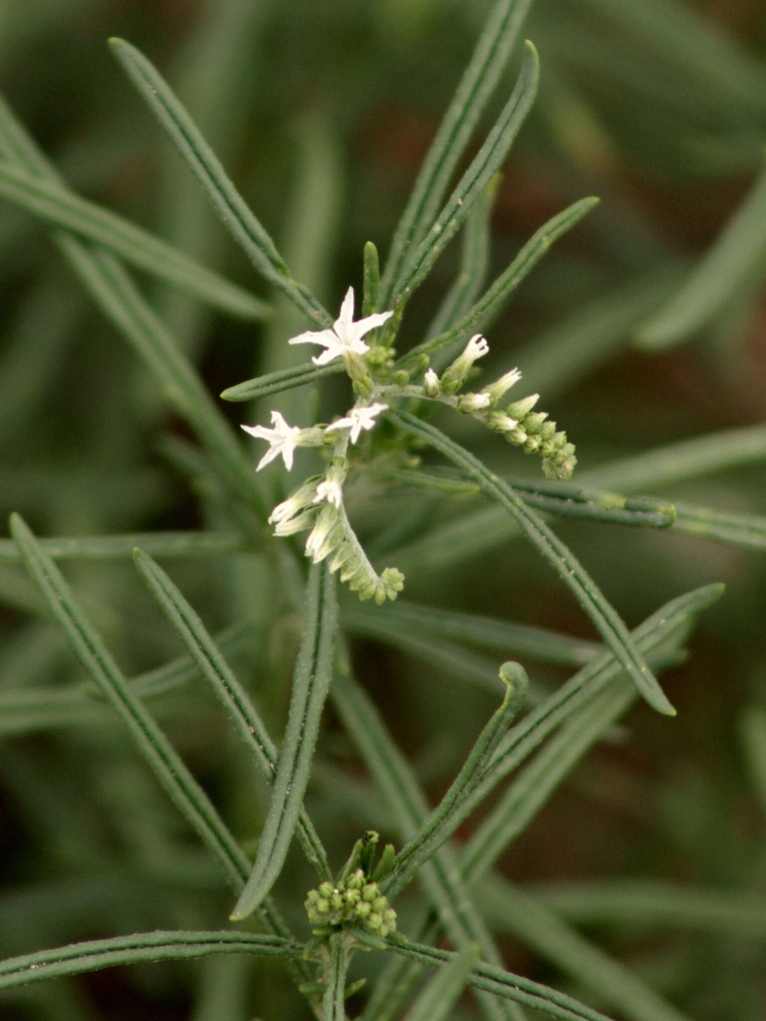 صورة Heliotropium lineare (A. DC.) Gürke