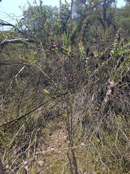 Image of Pink Tea Tree