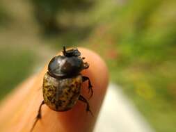 Image of Onthophagus (Palaeonthophagus) gibbulus (Pallas 1781)