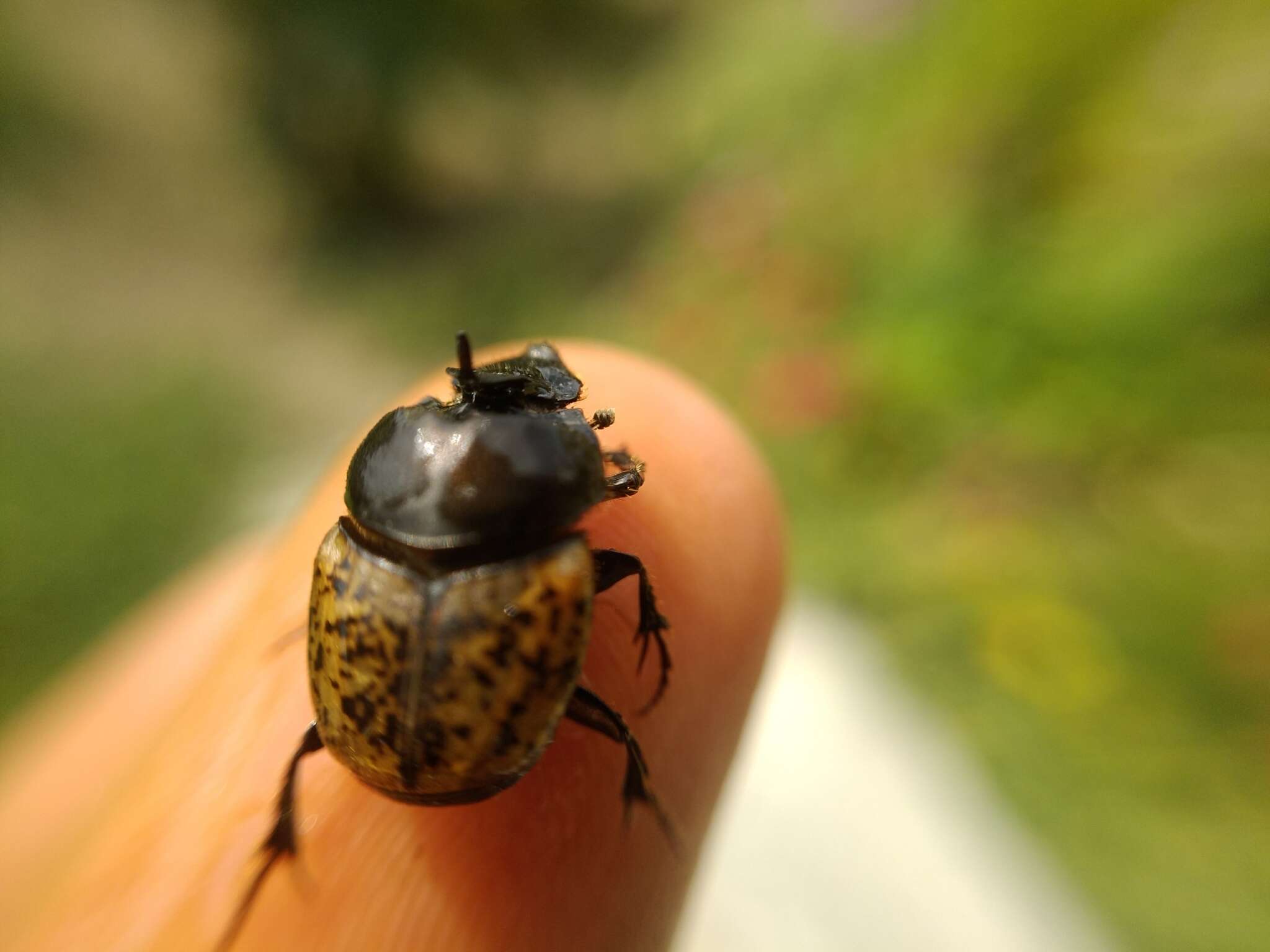 Image of Onthophagus (Palaeonthophagus) gibbulus (Pallas 1781)