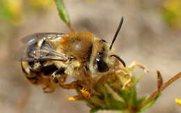 Image of Tetraloniella pomonae (Cockerell 1915)