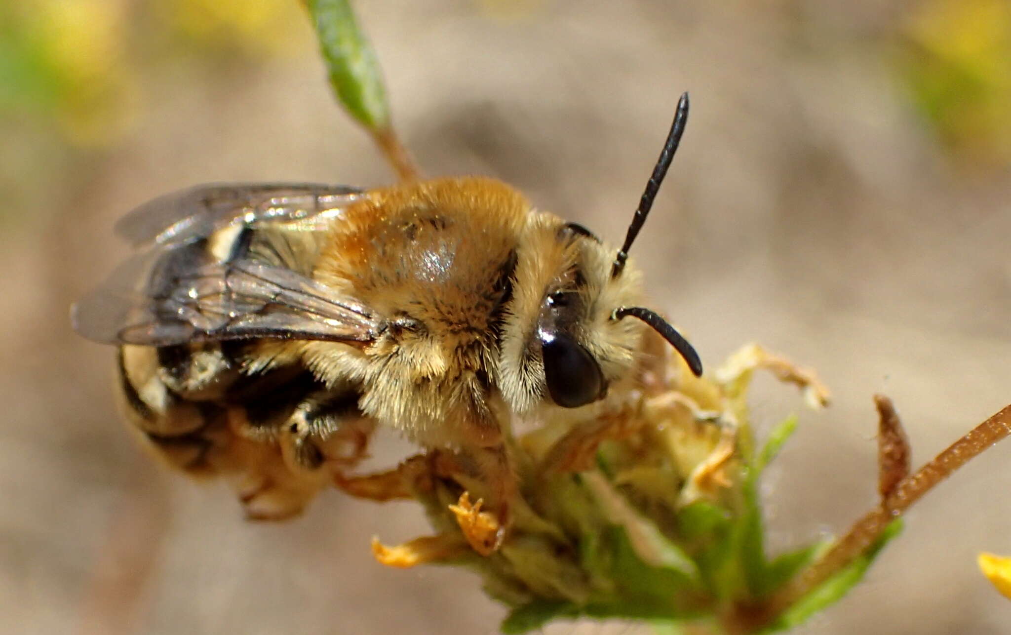 Image of Tetraloniella pomonae (Cockerell 1915)