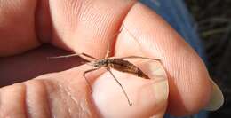 Image of Tipula (Triplicitipula) quaylii Doane 1909