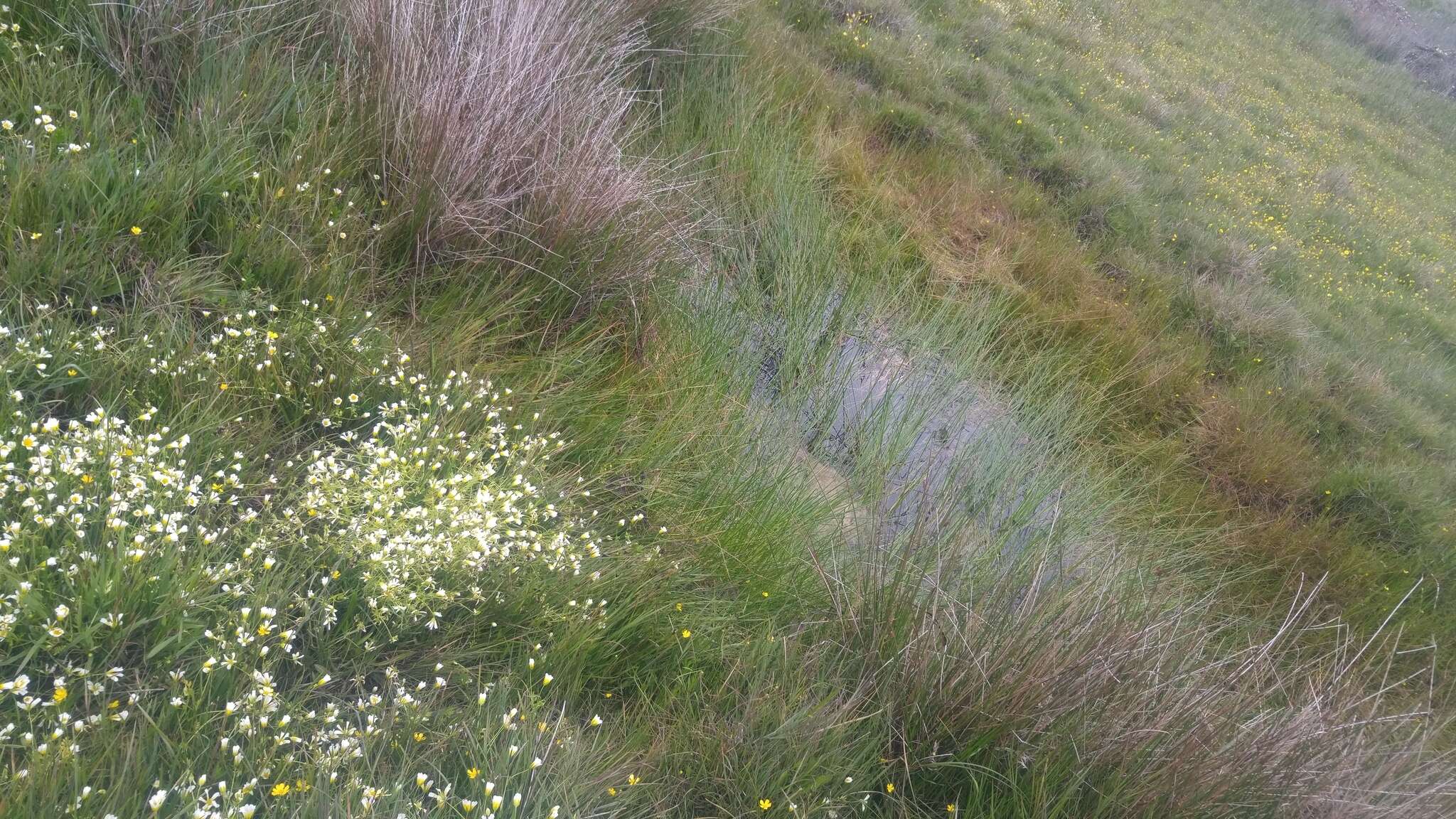 Image of Douglas' Meadowfoam