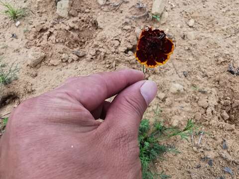 Image de Thelesperma burridgeanum (Regel, Korn. & Rach.) Blake