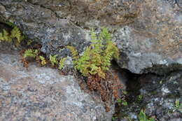 Image of Woodsia fragilis (Trev.) Moore