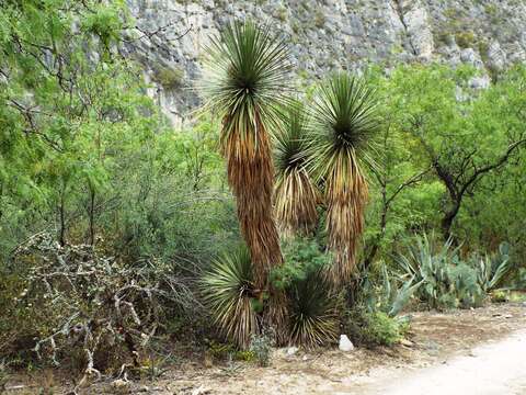 Image of Yucca linearifolia Clary