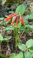 Image of Arizona honeysuckle