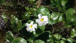 Image of Mount Cook buttercup