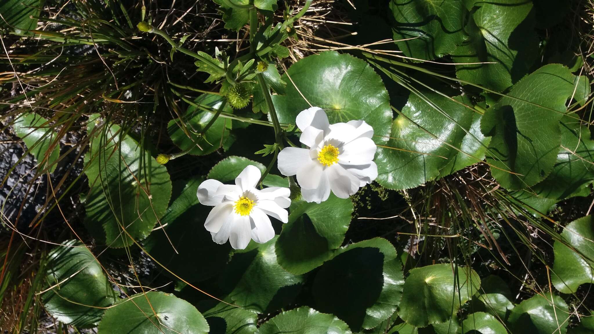 Image of Mount Cook buttercup