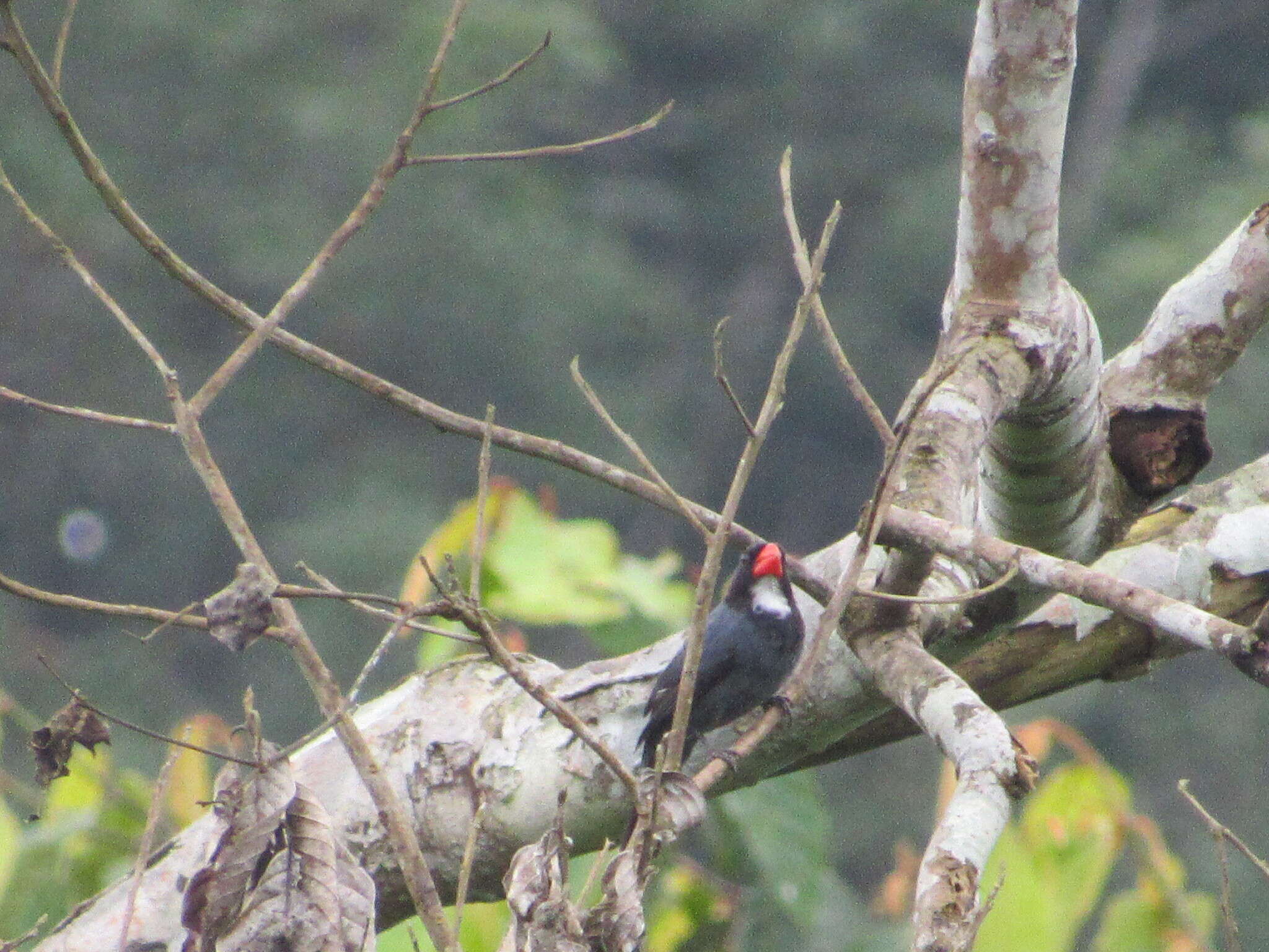 Image of Slate-colored Grosbeak