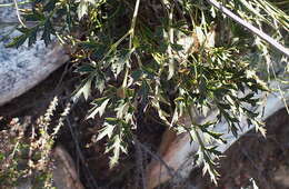Image of Knowltonia filia subsp. scaposa H. Rasmussen