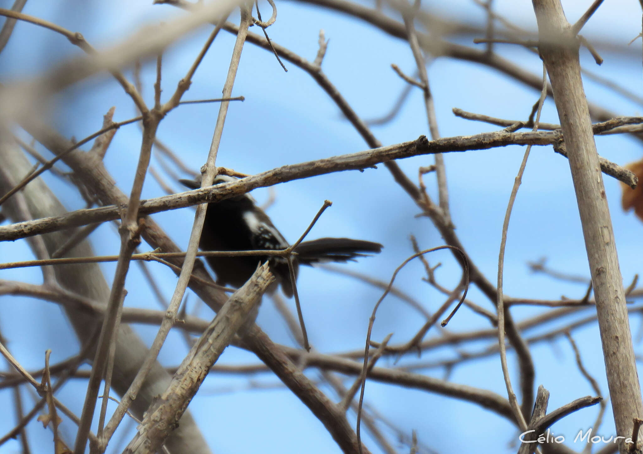 Image of Black-bellied Antwren