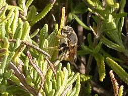 Image of wool-carder bee