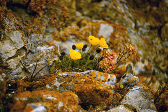 Image of Papaver leucotrichum Tolmatch.