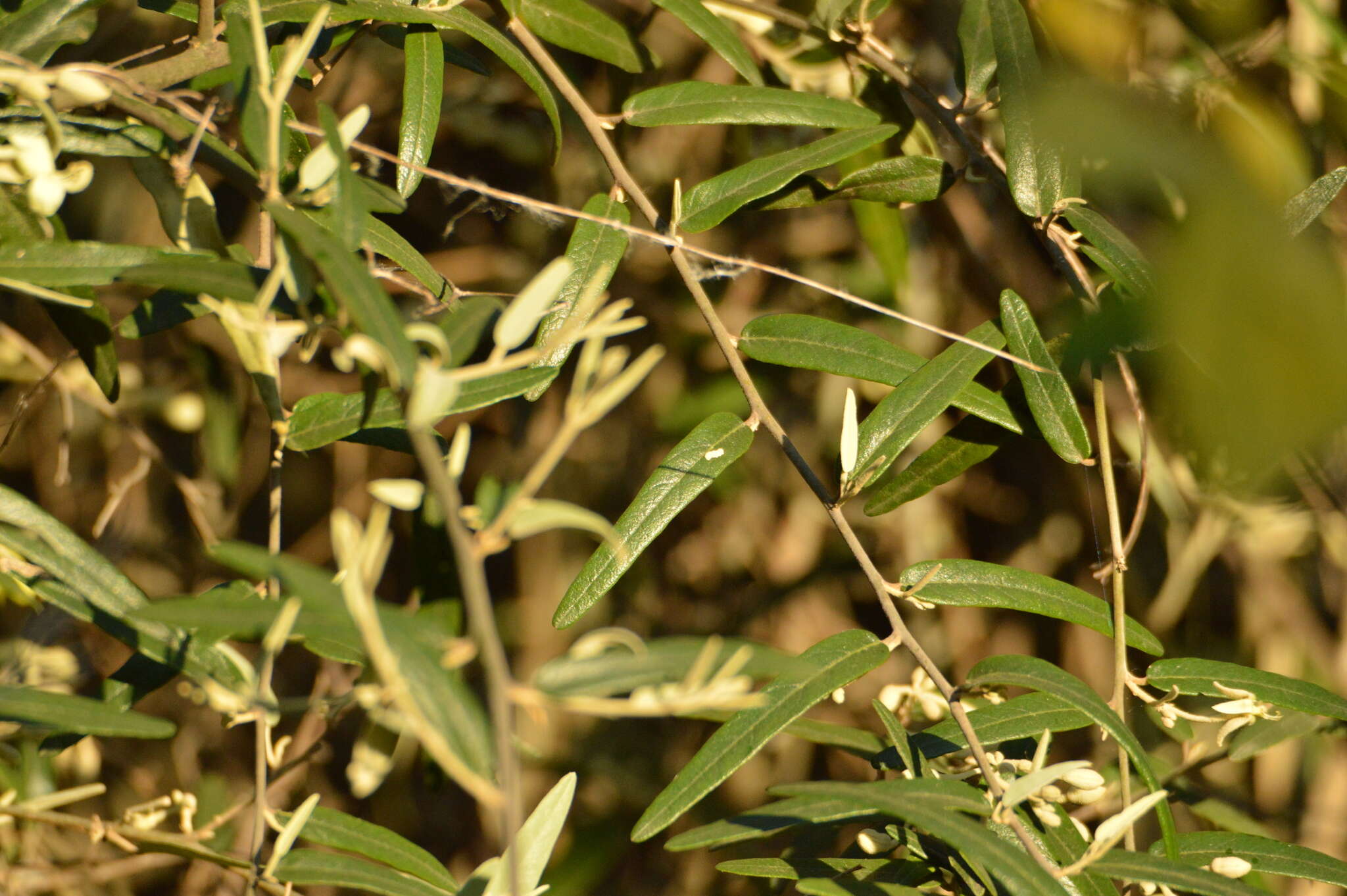 Image of Sarcotoxicum salicifolium (Griseb.) Cornejo & Iltis