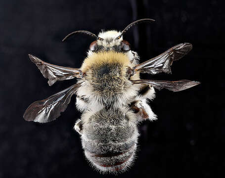 Image of Western Anthophora