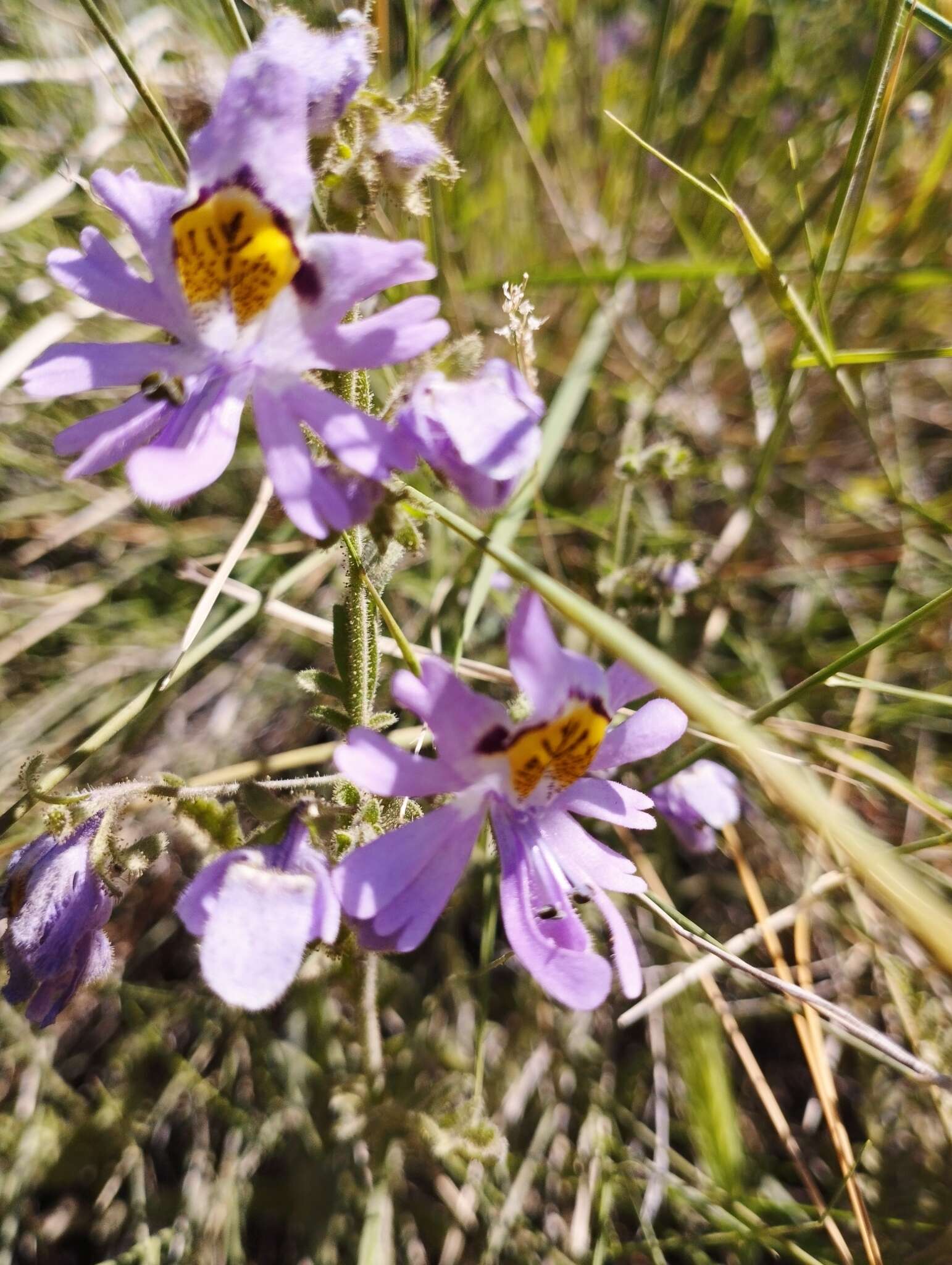 Imagem de Schizanthus pinnatus Ruiz & Pavón