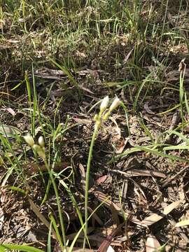 Image of Onion weed