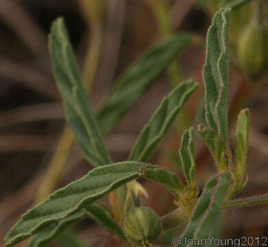 Image of Monsonia burkeana Planch. ex Harv. & Sond.