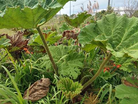 Image of giant rhubarb