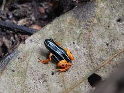 Image of Rio Madeira Poison Frog