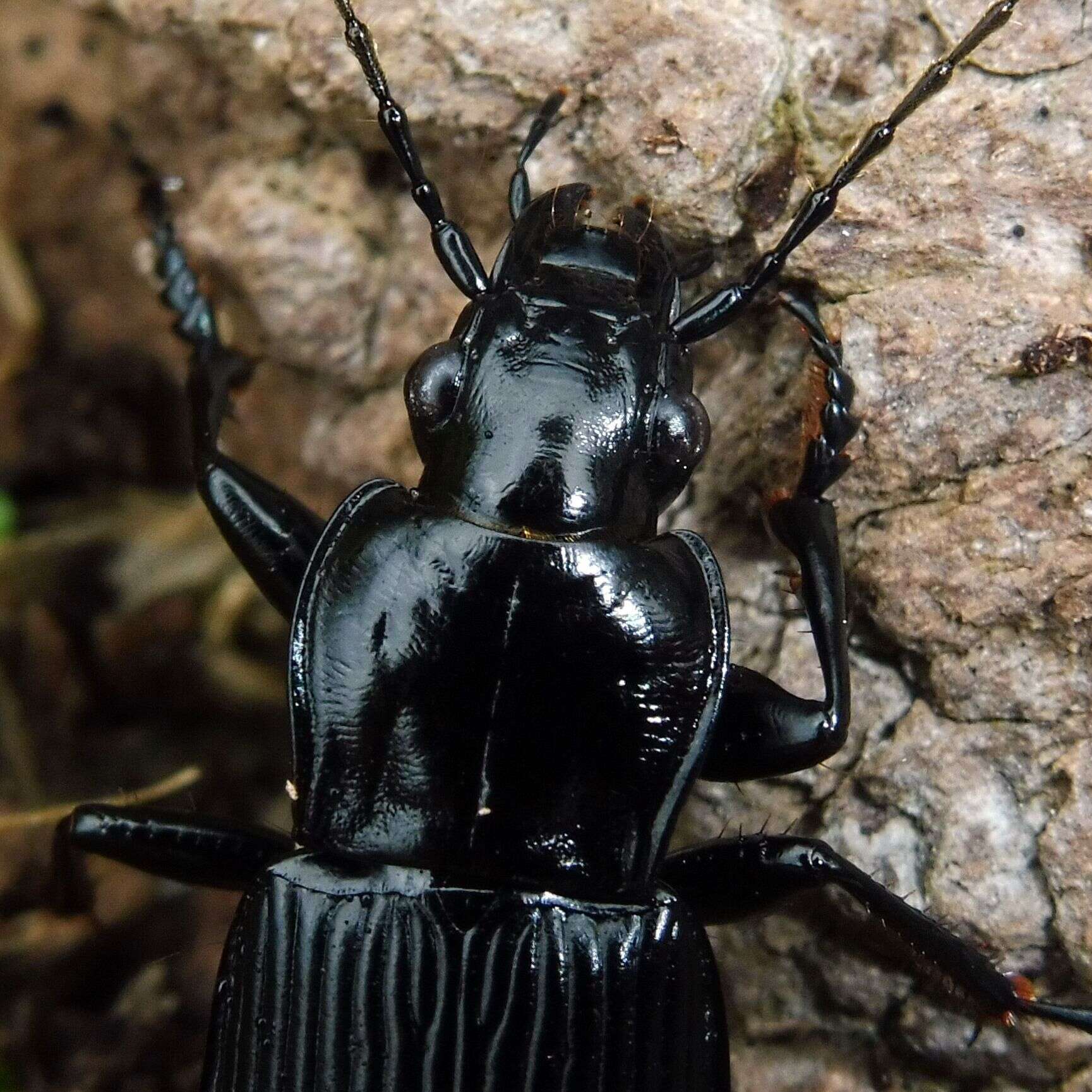 Image of Pterostichus (Platysma) niger (Schaller 1783)