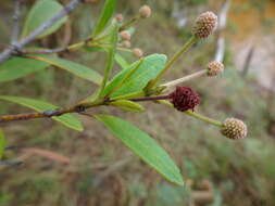 Image of Pancheria alaternoides Brongn. & Gris