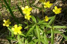 Image of Ranunculus monophyllus Ovcz.