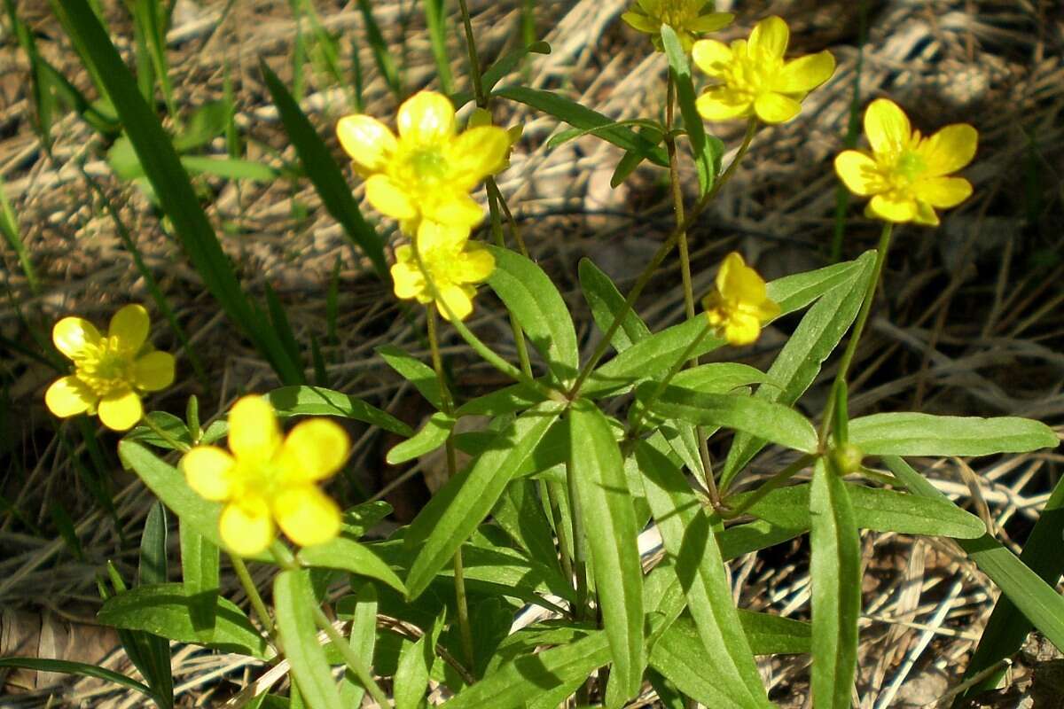 Image of Ranunculus monophyllus Ovcz.