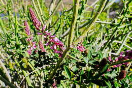 Image of Indigofera amoena Aiton