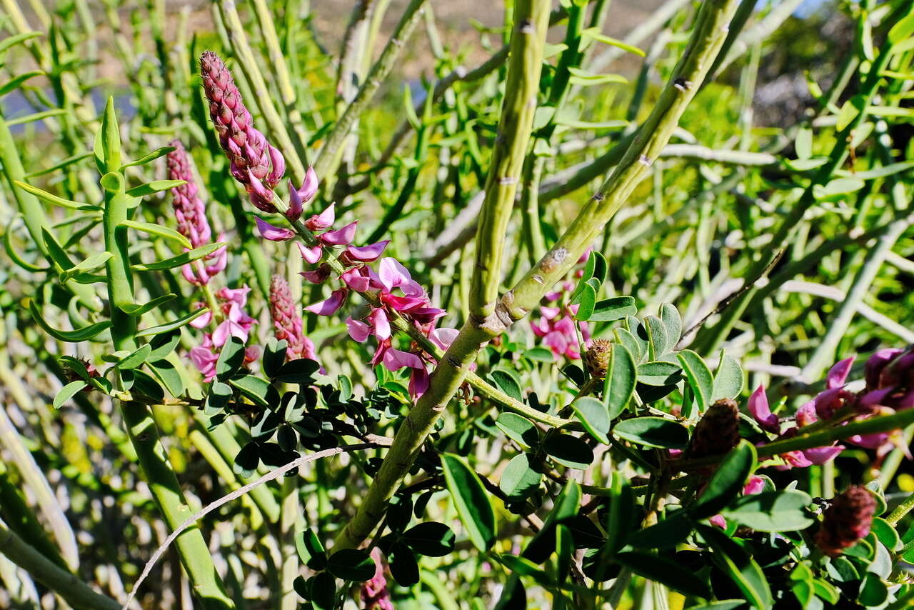 Image of Indigofera amoena Aiton