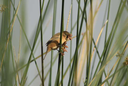 Image of Rusty-collared Seedeater