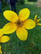 Bidens triplinervia Kunth的圖片